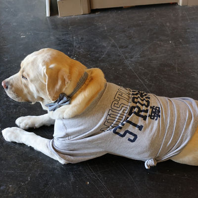 Dog.jpg